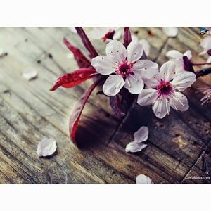 Meet your Posher, Kellie