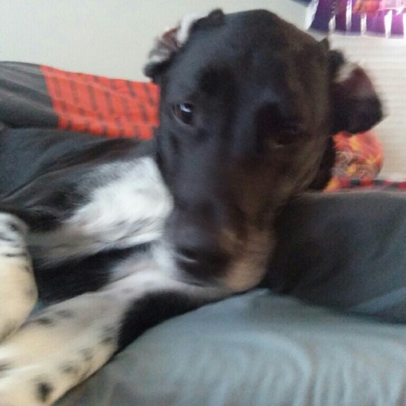 Meet your Posher, Kevin - Picture 1 of 1