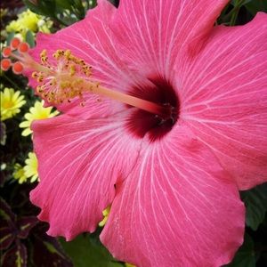 Meet your Posher, Suzanne