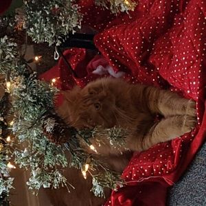 Meet your Posher, Amber