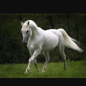 Meet your Posher, Latifa