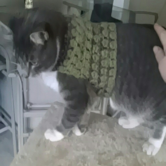 Sweet Dog or cat sweater