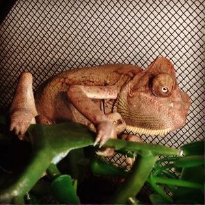 Meet your Posher, Mia