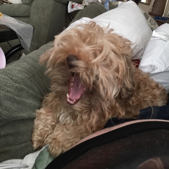 Meet your Posher, Lucas - Picture 1 of 1