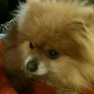 Meet your Posher, Brianna