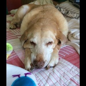 Meet your Posher, Diana