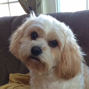 Meet your Posher, Janice