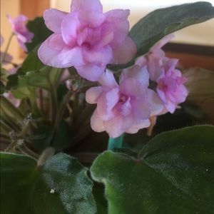 Meet your Posher, Tammy