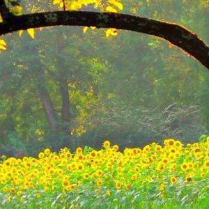 Meet your Posher, Pennie