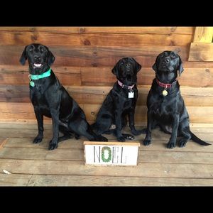 Meet your Posher, Caroline