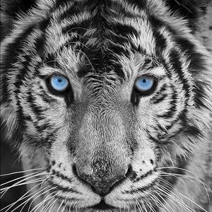 Meet your Posher, Kylee