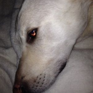 Meet your Posher, Lynnae