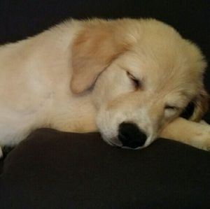 Meet your Posher, May