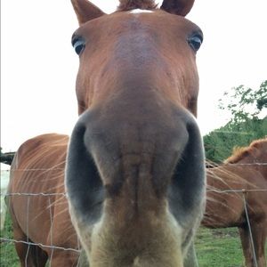 Meet your Posher, Dana