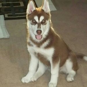 Meet your Posher, Megan