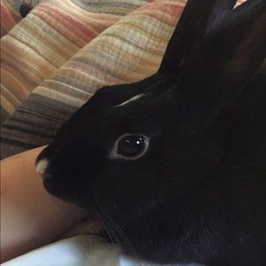 Meet your Posher, Holly