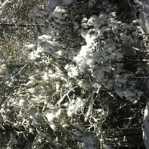 Meet your Posher, Allie