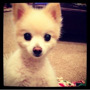 Meet your Posher, Amanda