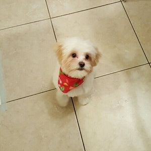 Meet your Posher, Benedict