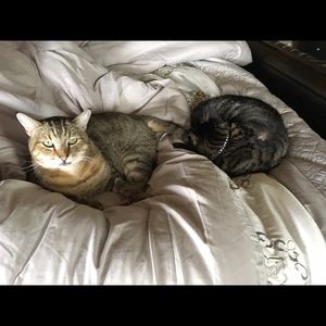 Meet your Posher, Arica