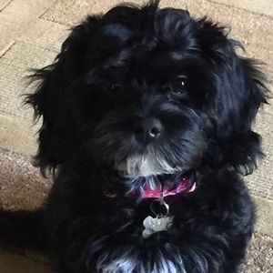 Meet your Posher, Robin