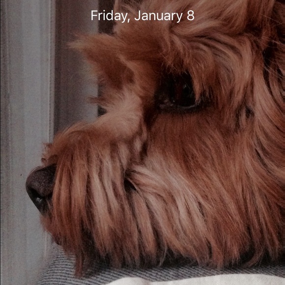 Meet your Posher, Gili