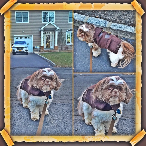 Meet Milo.. Styling A Wool Peacoat in Chocolate🐶