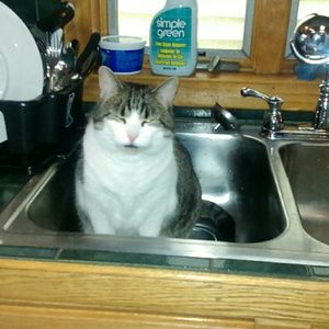 Meet your Posher, Josephine