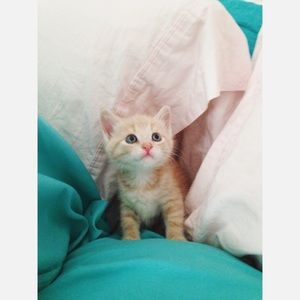 Meet your Posher, Heidi