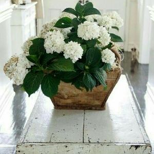 Meet your Posher, Hilda