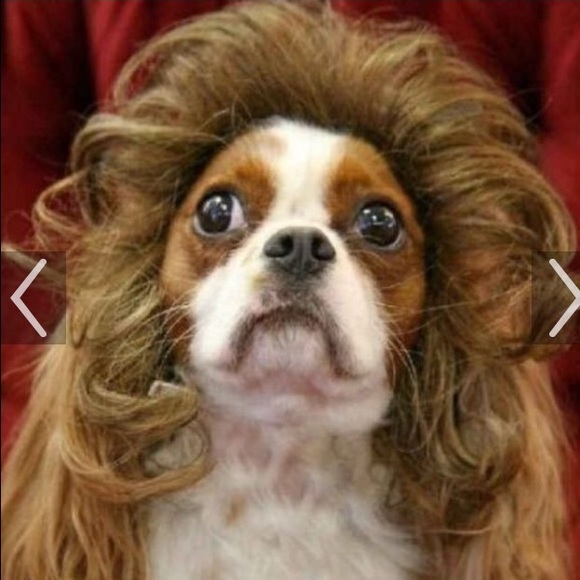 Meet your Posher, Iliana