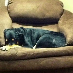 Meet your Posher, Carmen