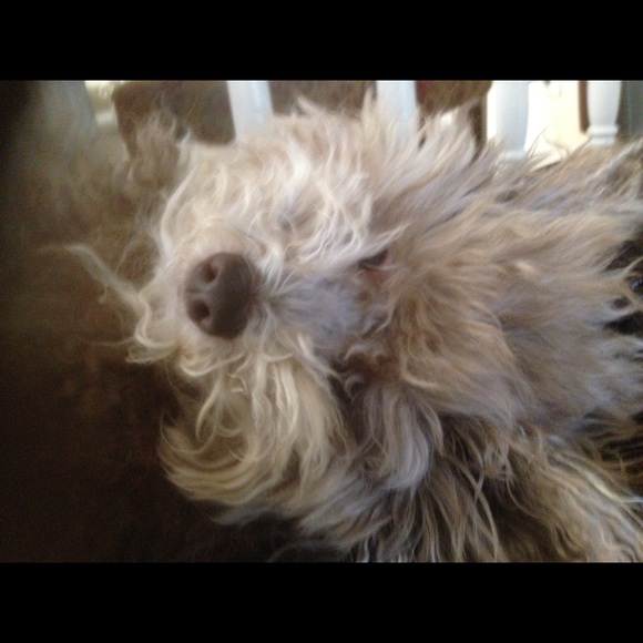 Meet your Posher, Carol - Picture 3 of 5