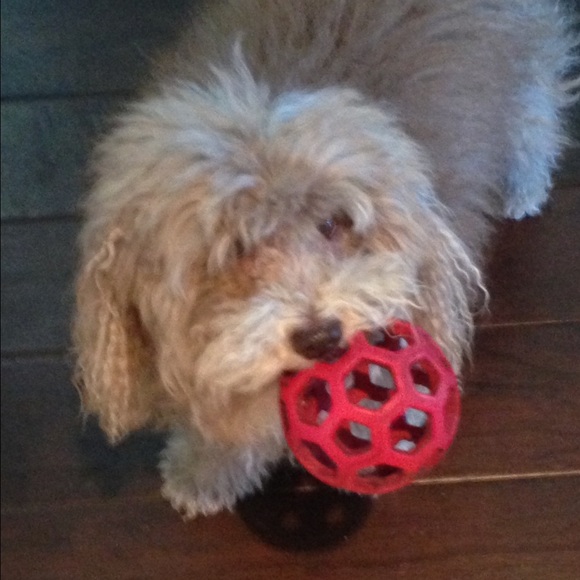 Meet your Posher, Carol - Picture 4 of 5