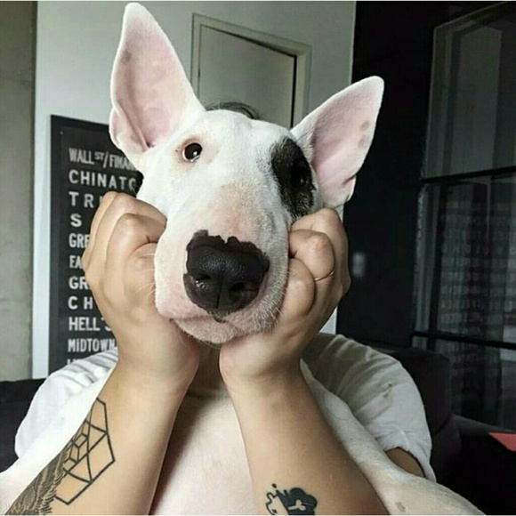 Meet your Posher, Brittany - Picture 1 of 1