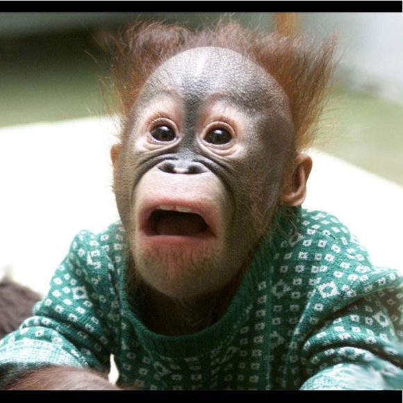 Meet your Posher, Addie - Picture 8 of 8