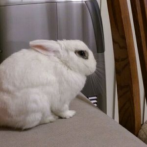 Meet your Posher, Steven