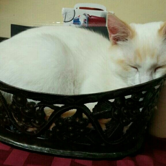 Meet your Posher, Jennifer - Picture 3 of 4