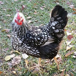 Meet your Posher, Cheng