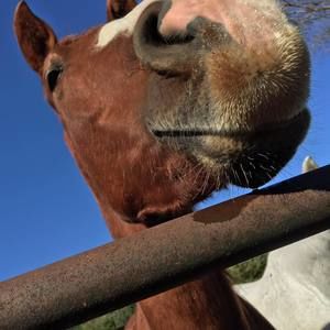 Meet your Posher, Cassidy