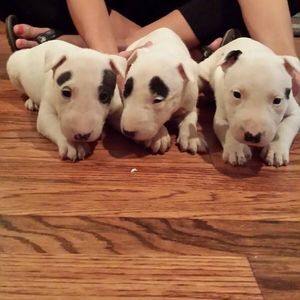 Meet your Posher, Lola