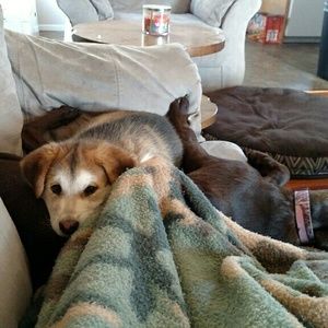 Meet your Posher, Amber