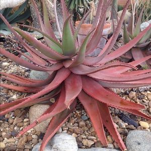 Meet your Posher, Robynn