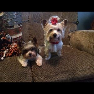 Meet your Posher, Debbie