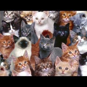 Meet your Posher, Ilse