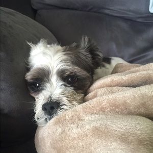 Meet your Posher, Tracey