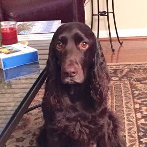 Meet your Posher, Brigid