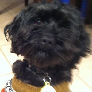 Meet your Posher, Diane