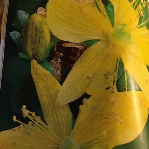 Meet your Posher, Shelley