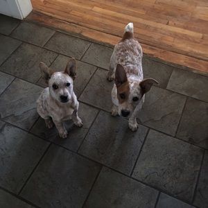 Meet your Posher, Ivanna